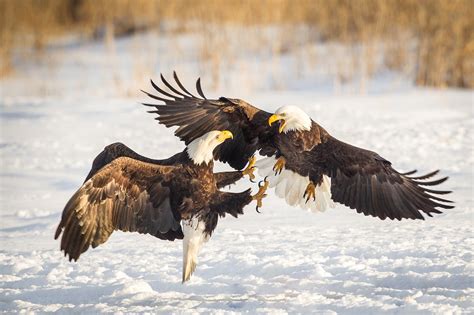 Fighting bird .